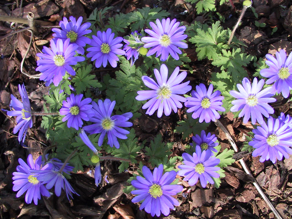 Anemone blanda Blaue Toene 02.jpg